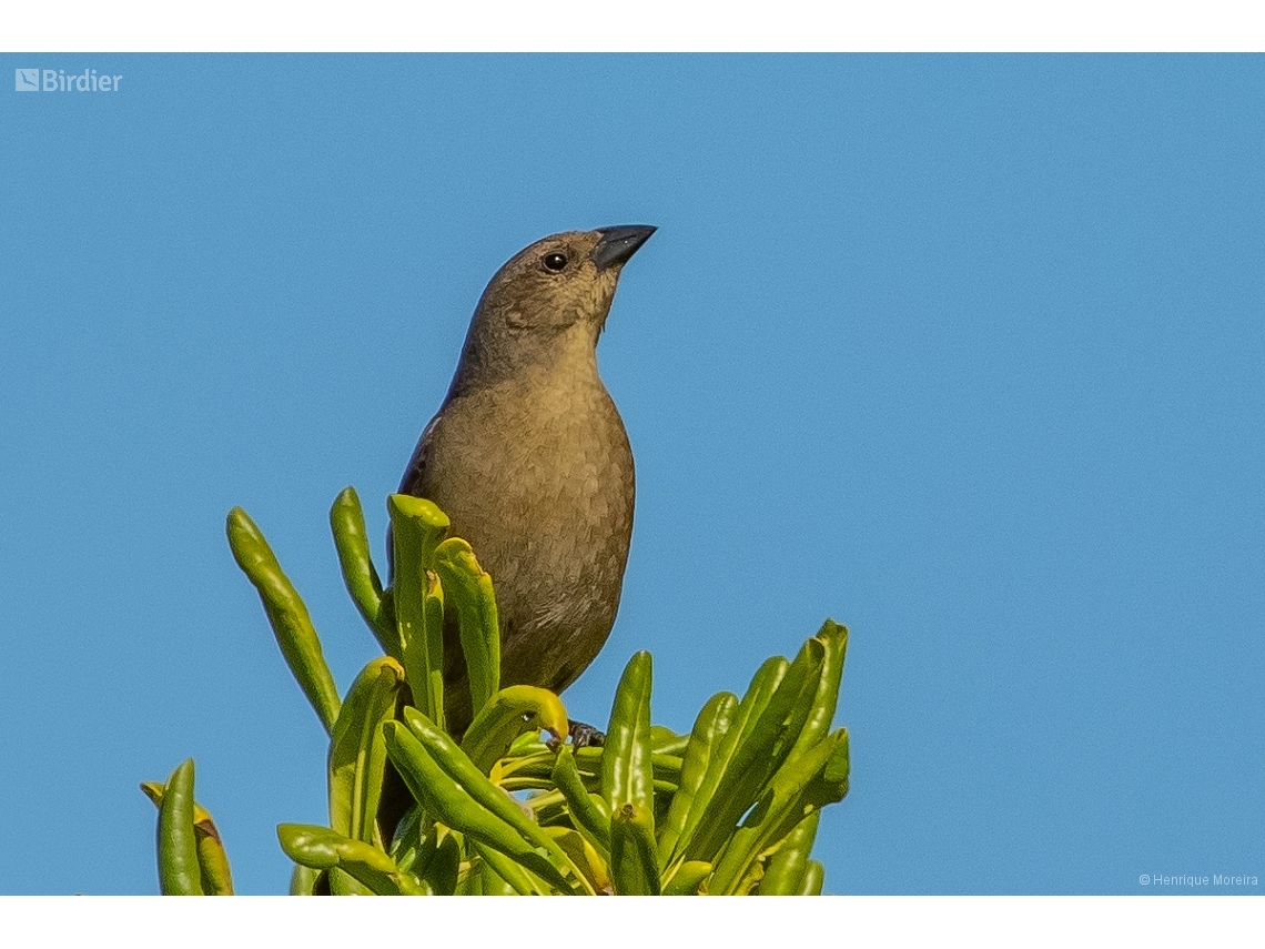 Molothrus bonariensis