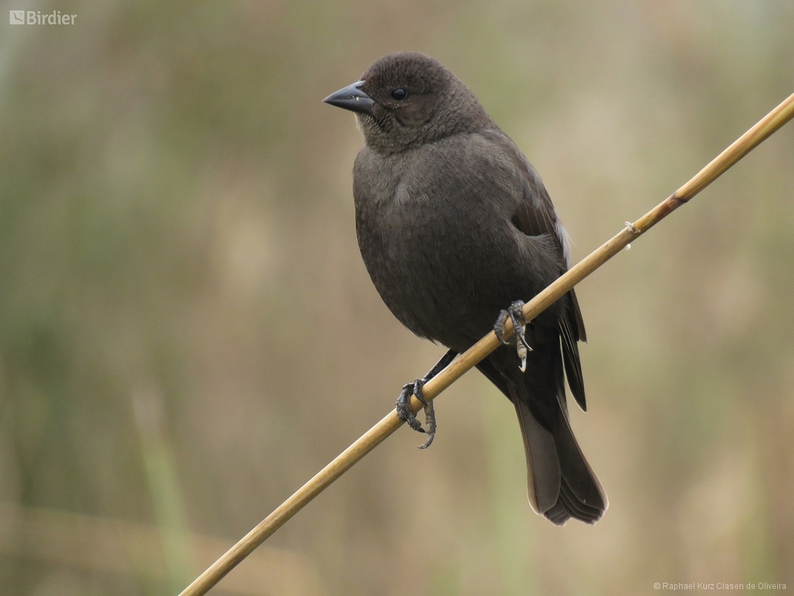 Molothrus bonariensis