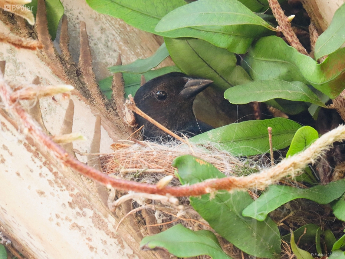 Molothrus bonariensis