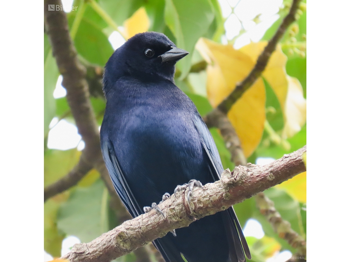 Molothrus bonariensis