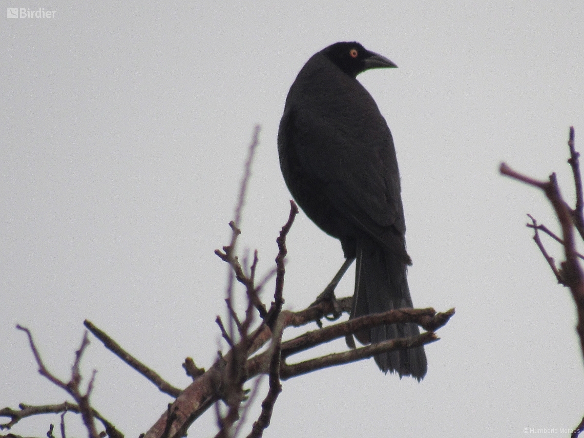 Molothrus oryzivorus