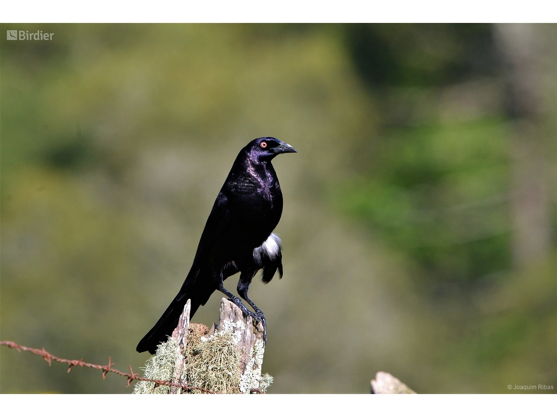 Molothrus oryzivorus