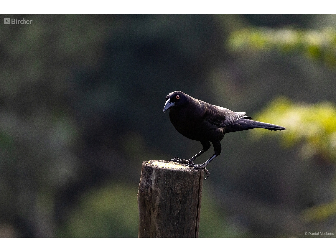 Molothrus oryzivorus