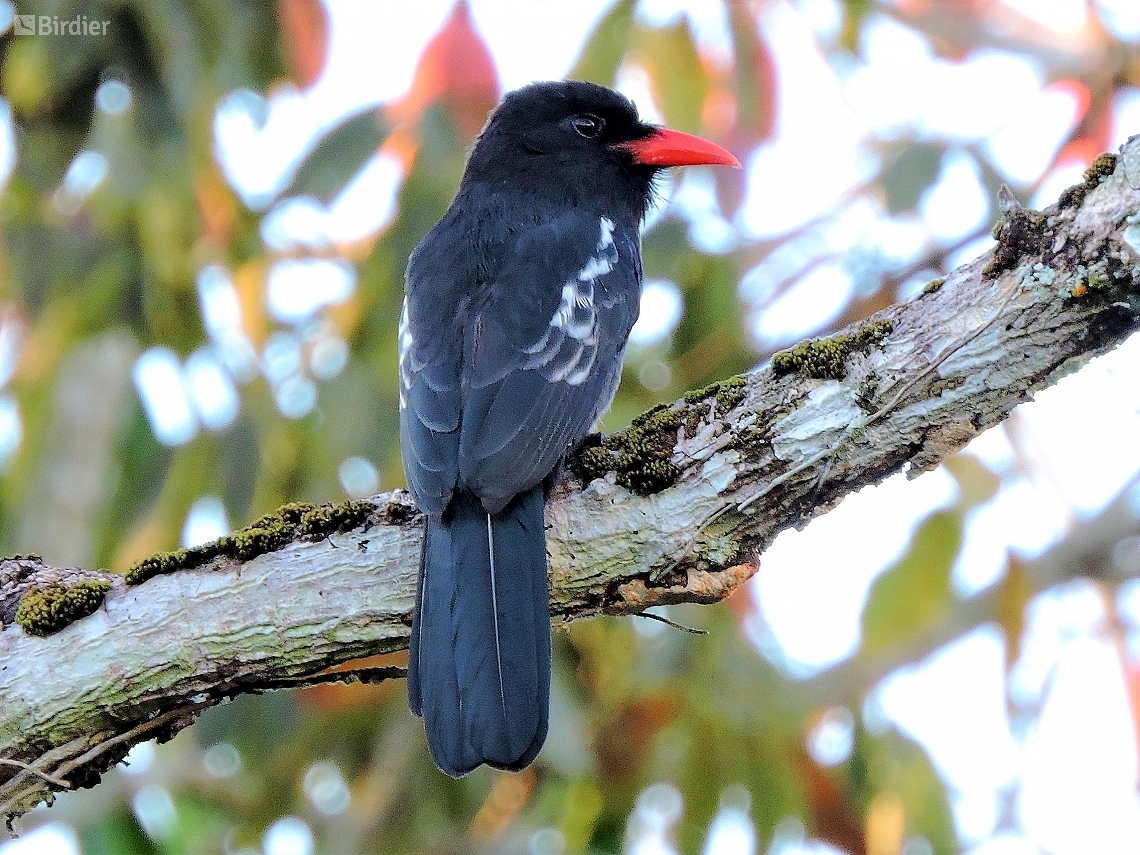 Monasa atra