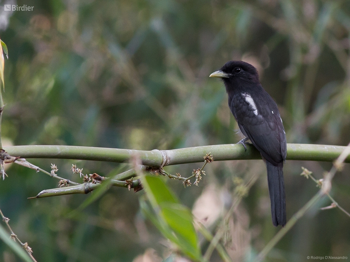 Monasa flavirostris