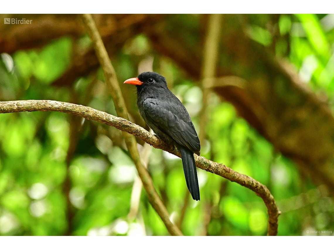 Monasa nigrifrons