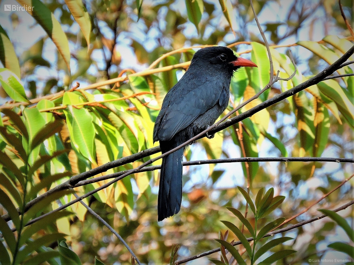 Monasa nigrifrons