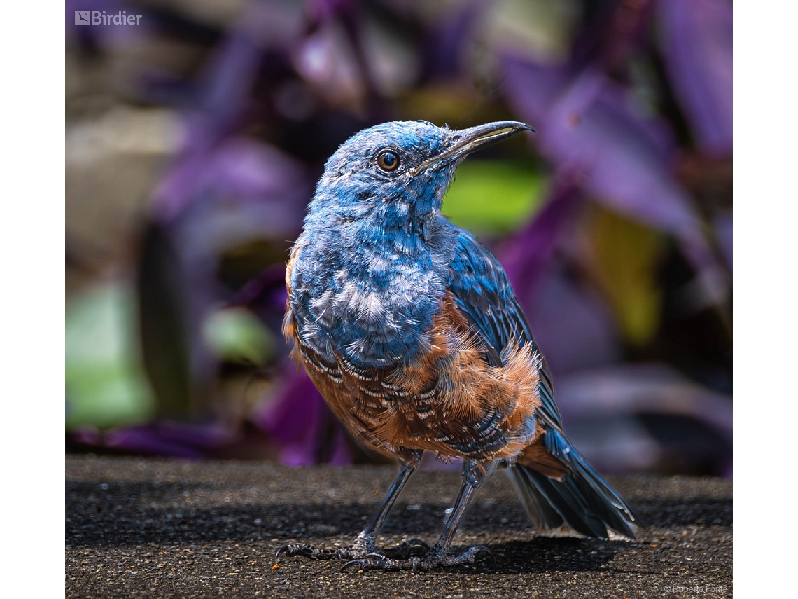 Monticola solitarius