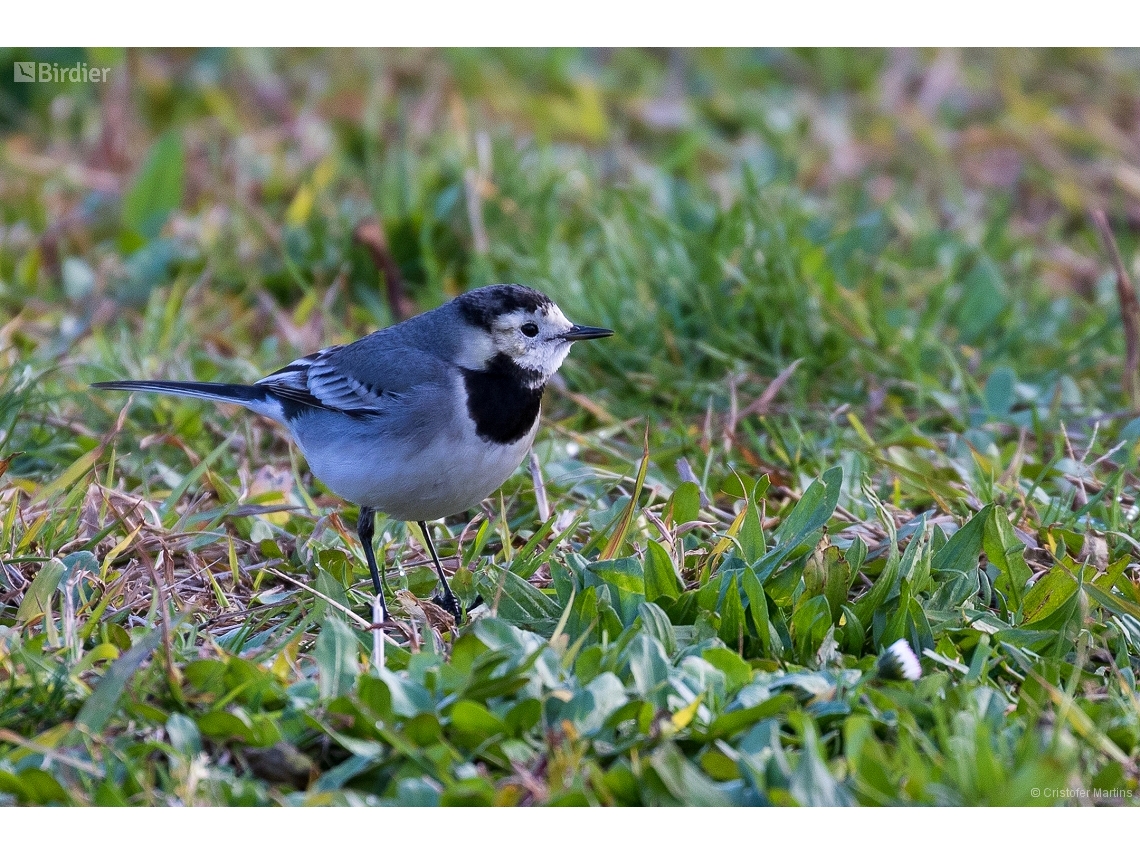 Motacilla alba