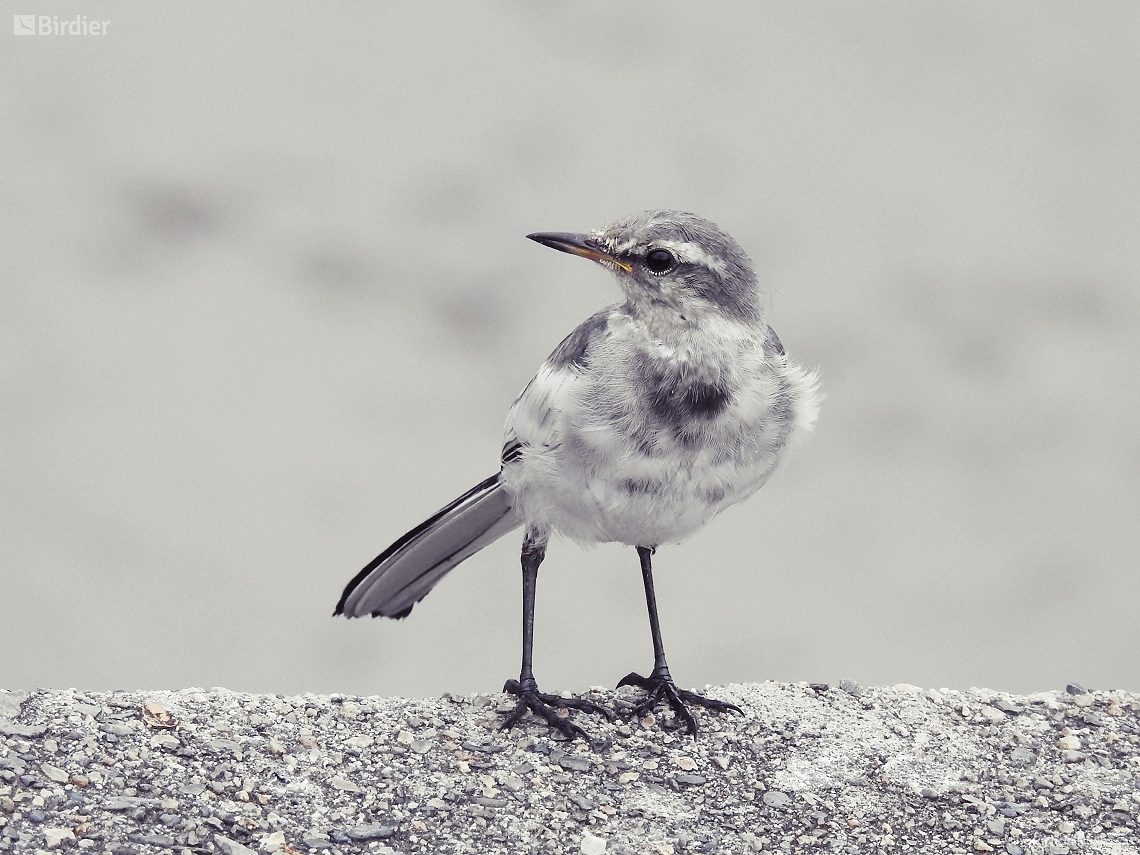 Motacilla alba