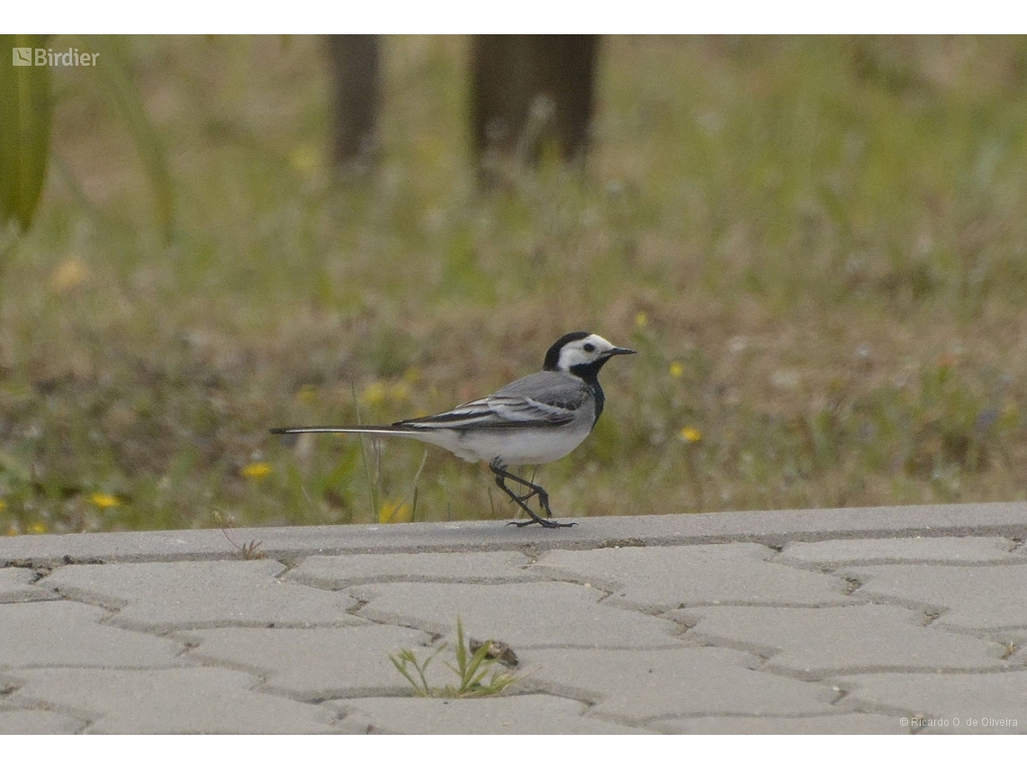 Motacilla alba