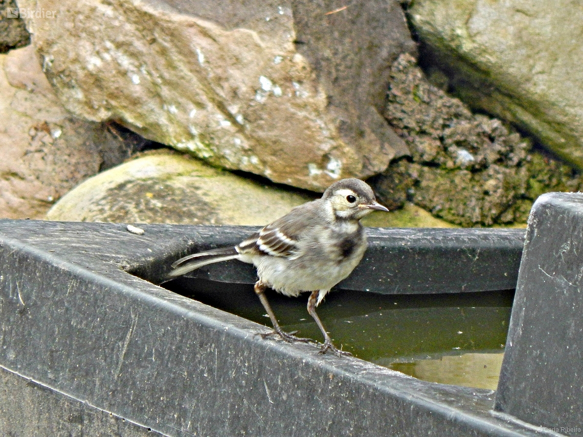 Motacilla alba