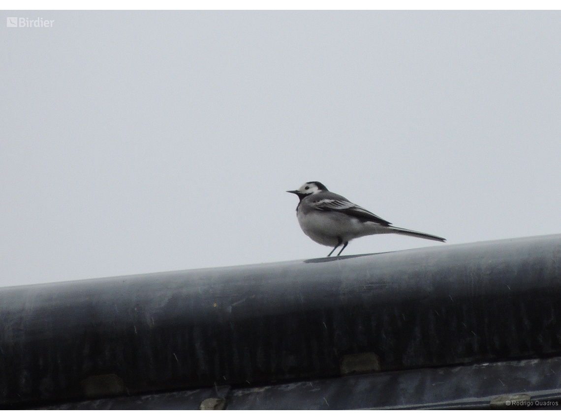 Motacilla alba