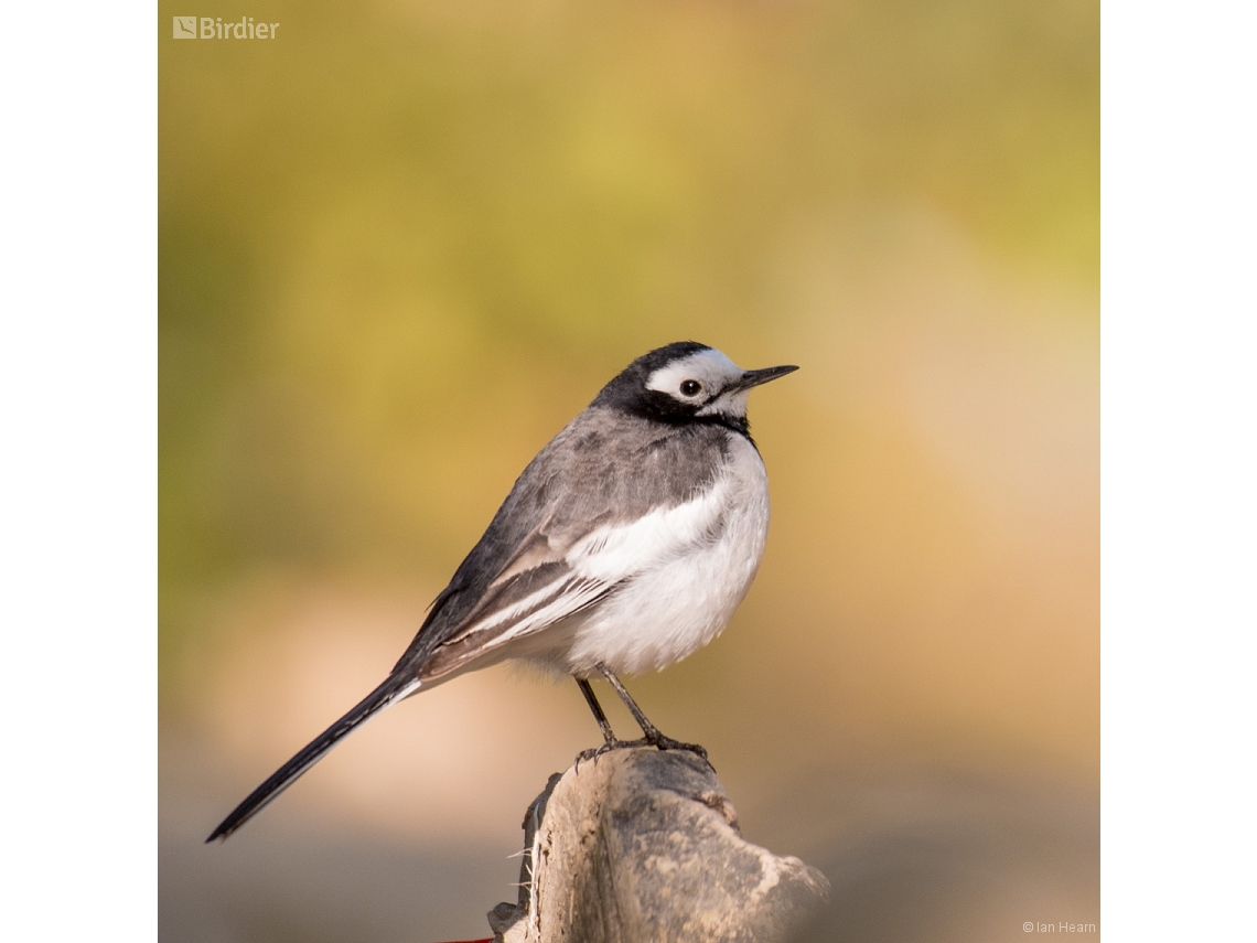 Motacilla alba