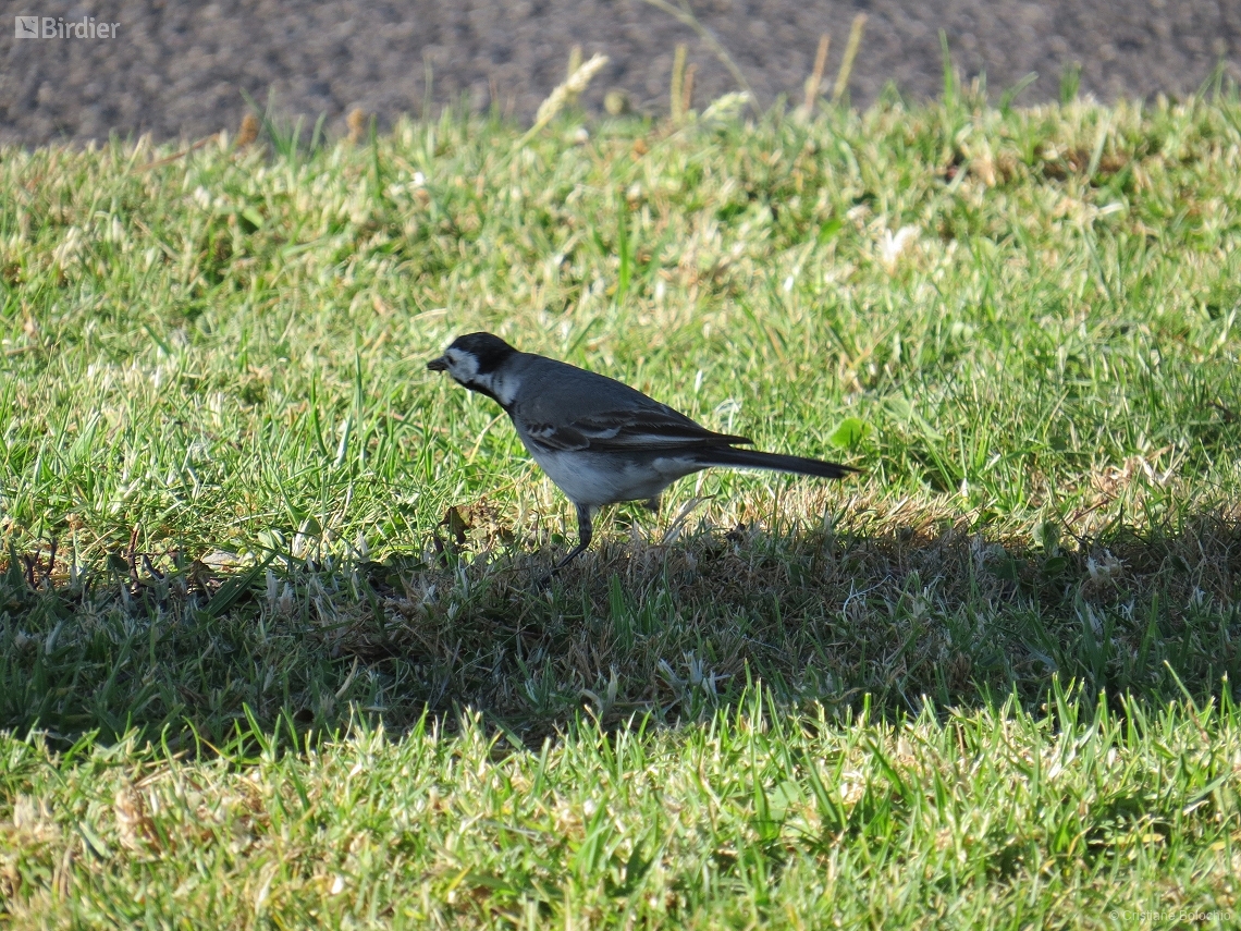 Motacilla alba