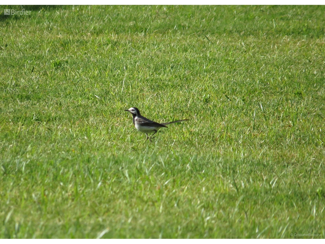 Motacilla alba