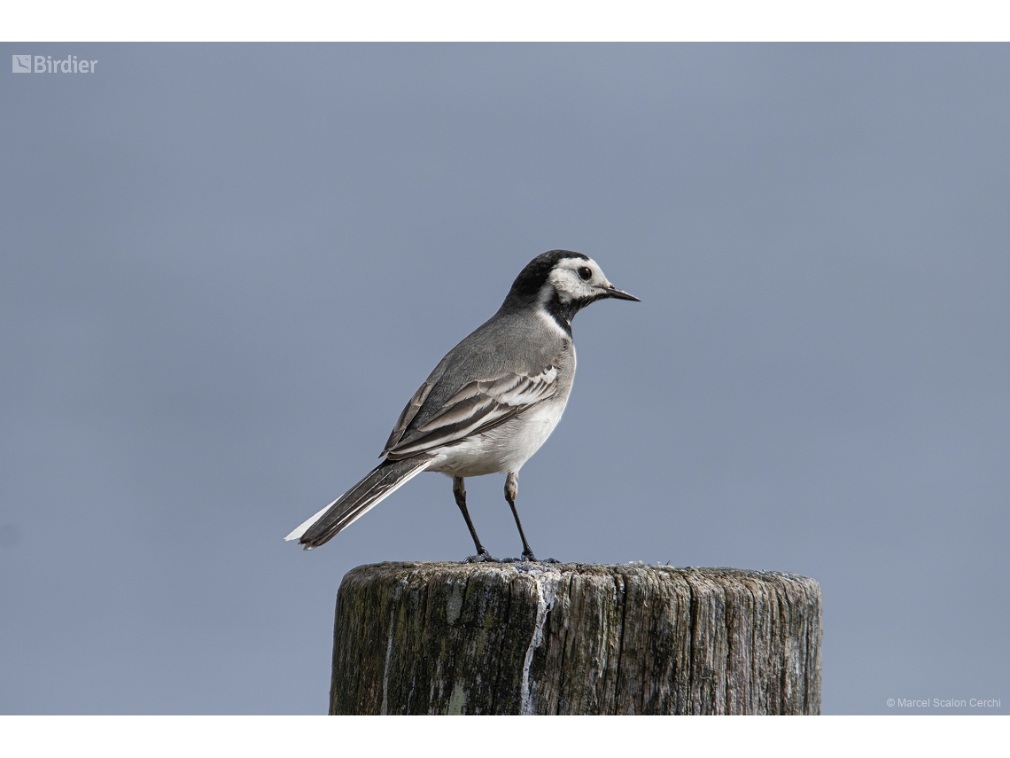 Motacilla alba