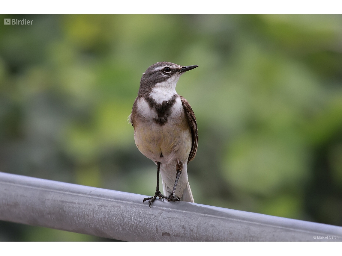 Motacilla capensis