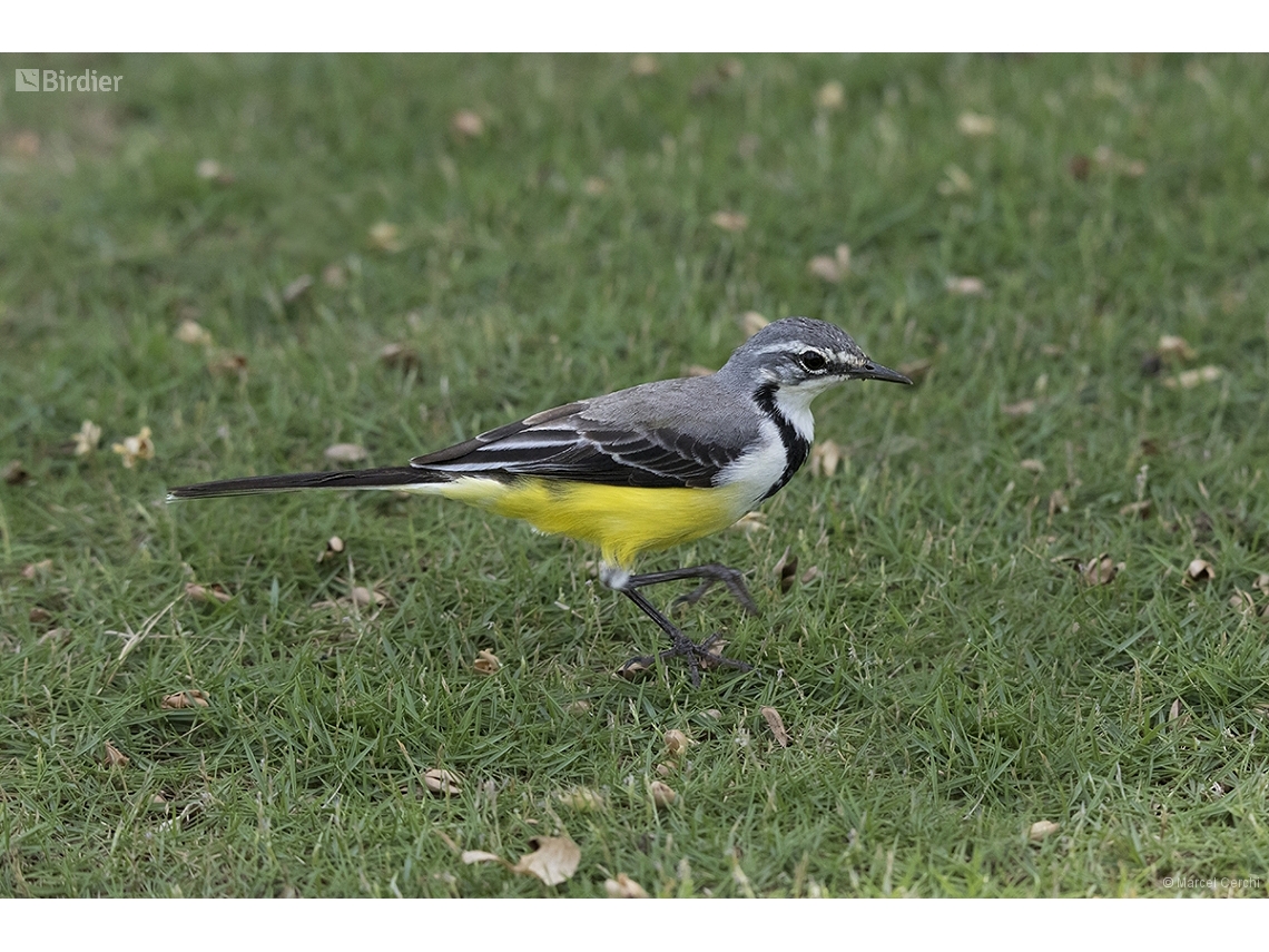 Motacilla flaviventris