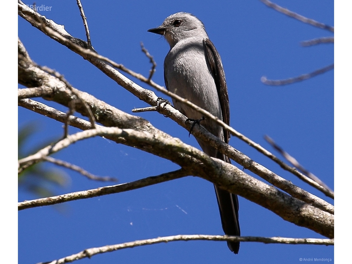 Muscipipra vetula