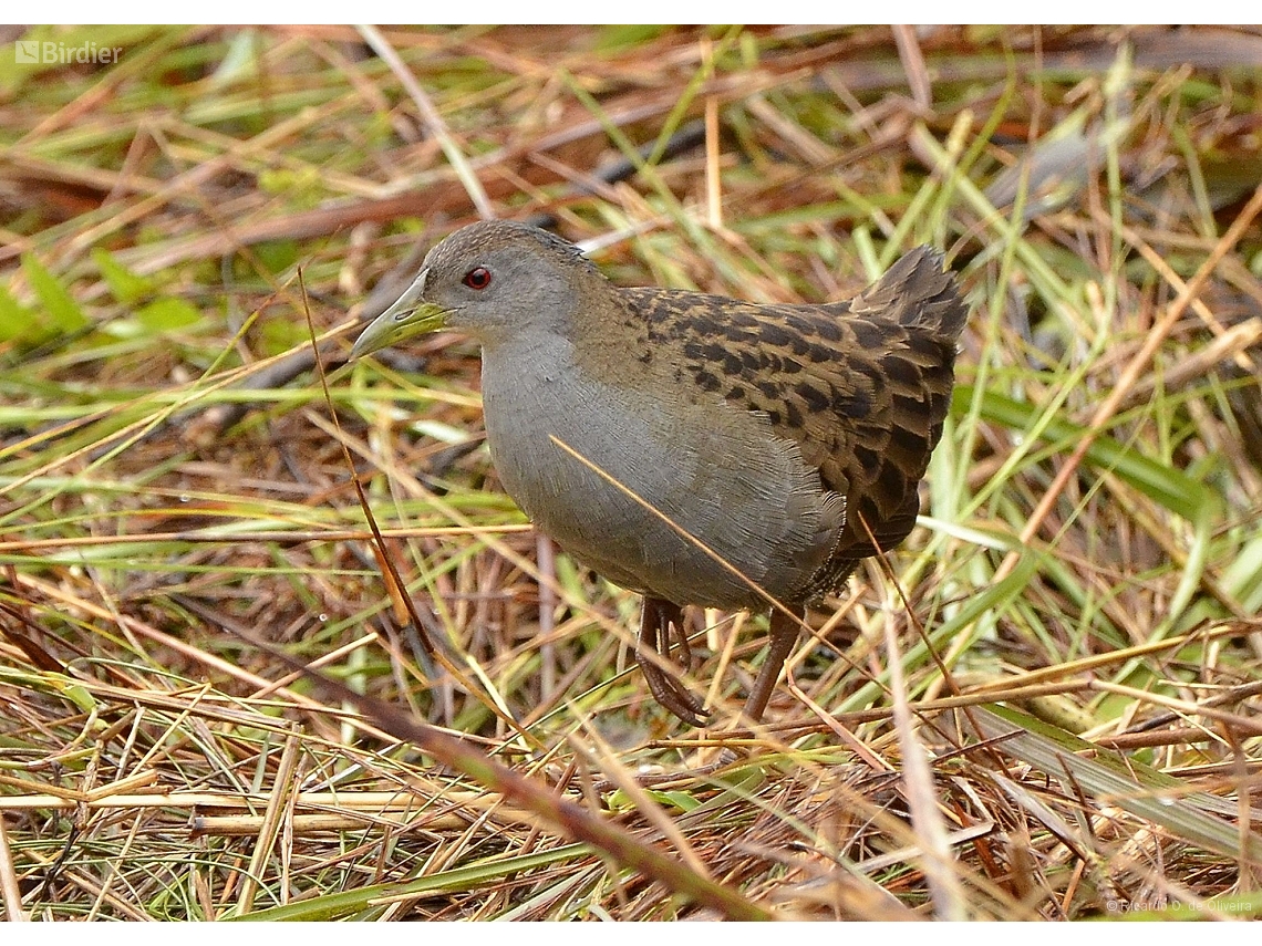 Mustelirallus albicollis