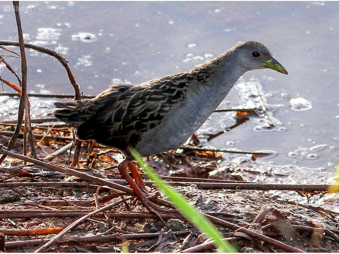 Mustelirallus albicollis