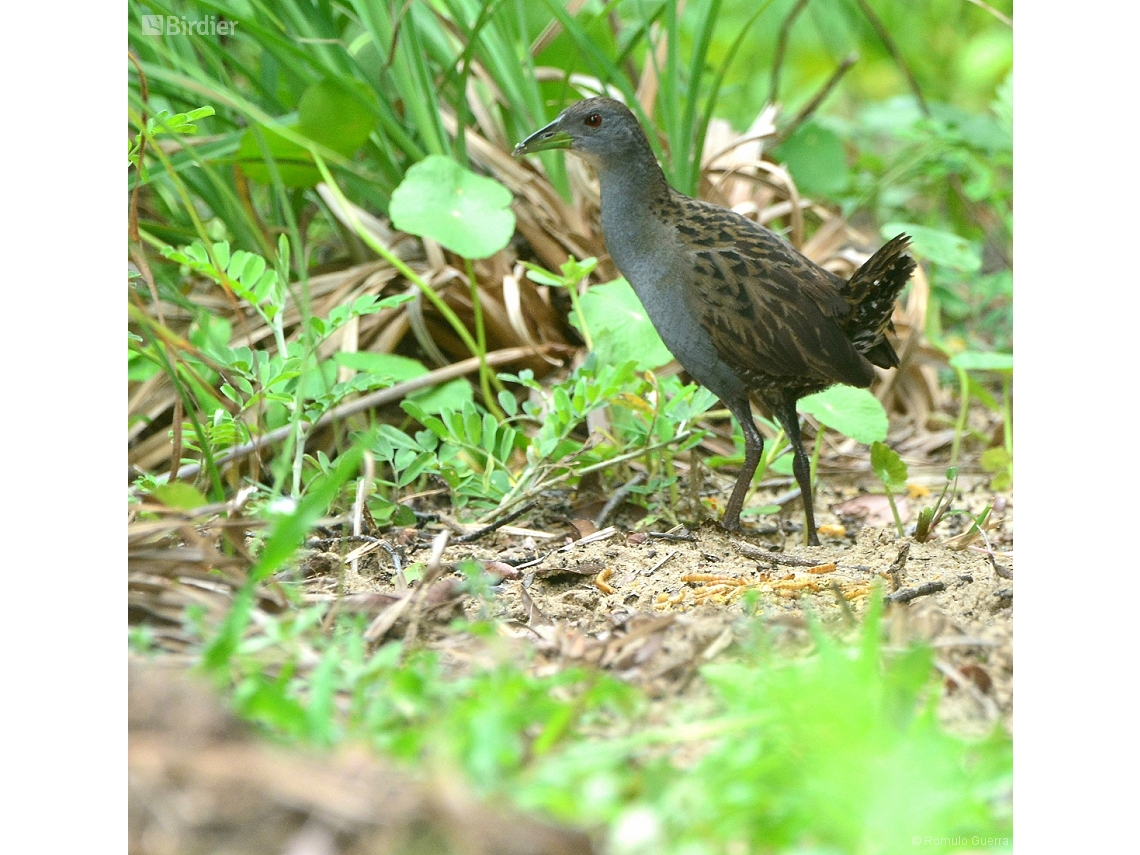 Mustelirallus albicollis