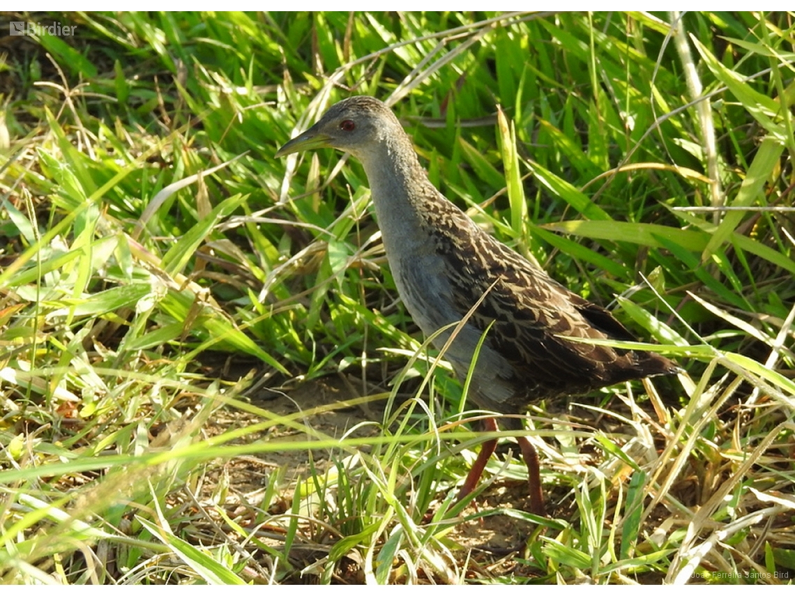 Mustelirallus albicollis