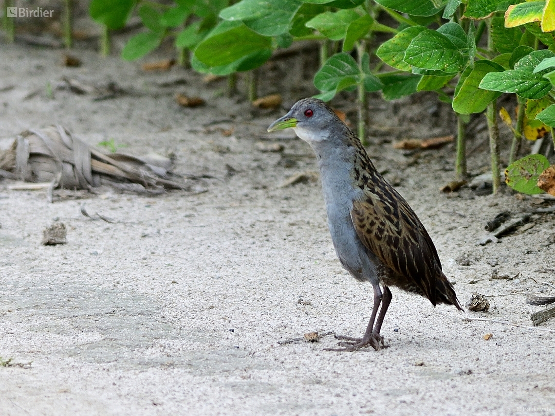 Mustelirallus albicollis