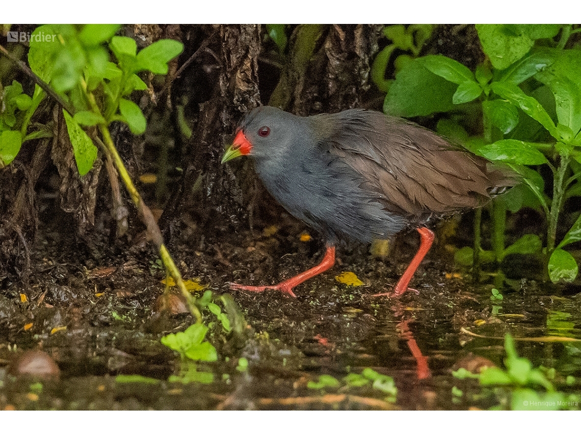 Mustelirallus erythrops