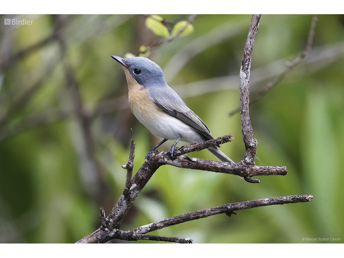 Myiagra rubecula