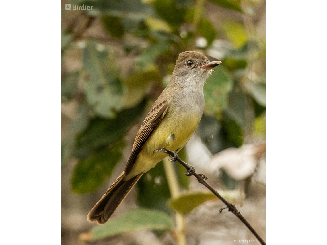 Myiarchus ferox