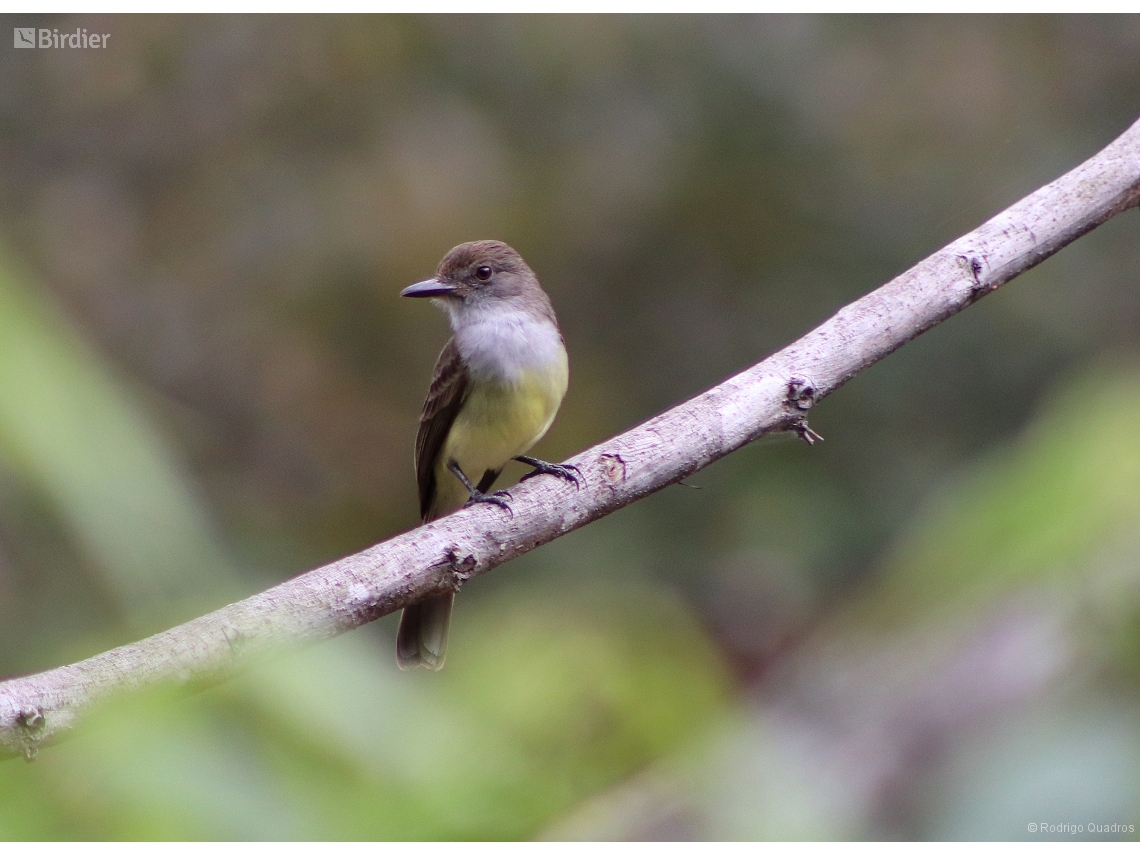 Myiarchus ferox