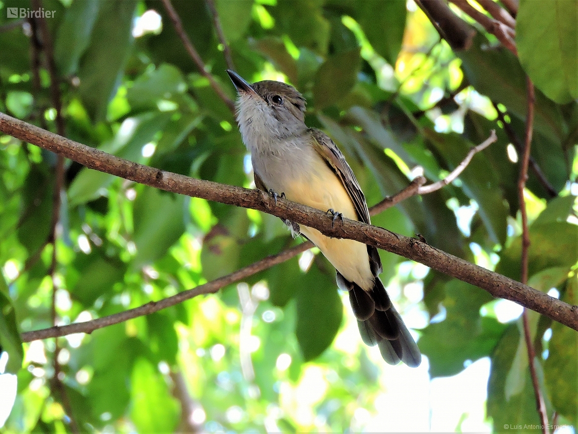 Myiarchus ferox