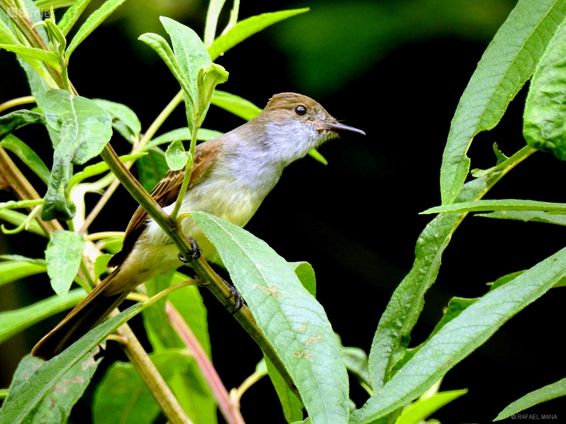 Myiarchus swainsoni