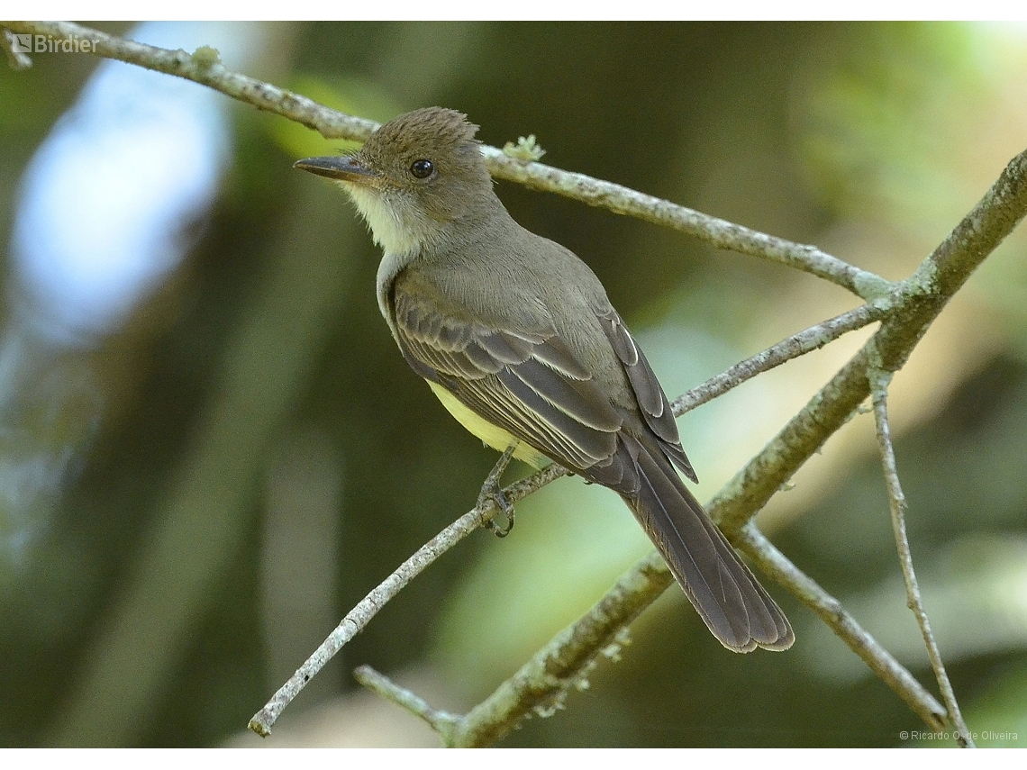 Myiarchus swainsoni