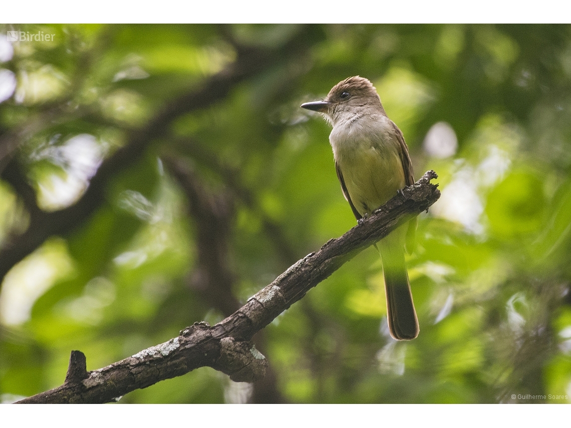 Myiarchus swainsoni