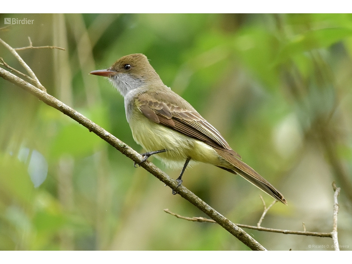 Myiarchus swainsoni