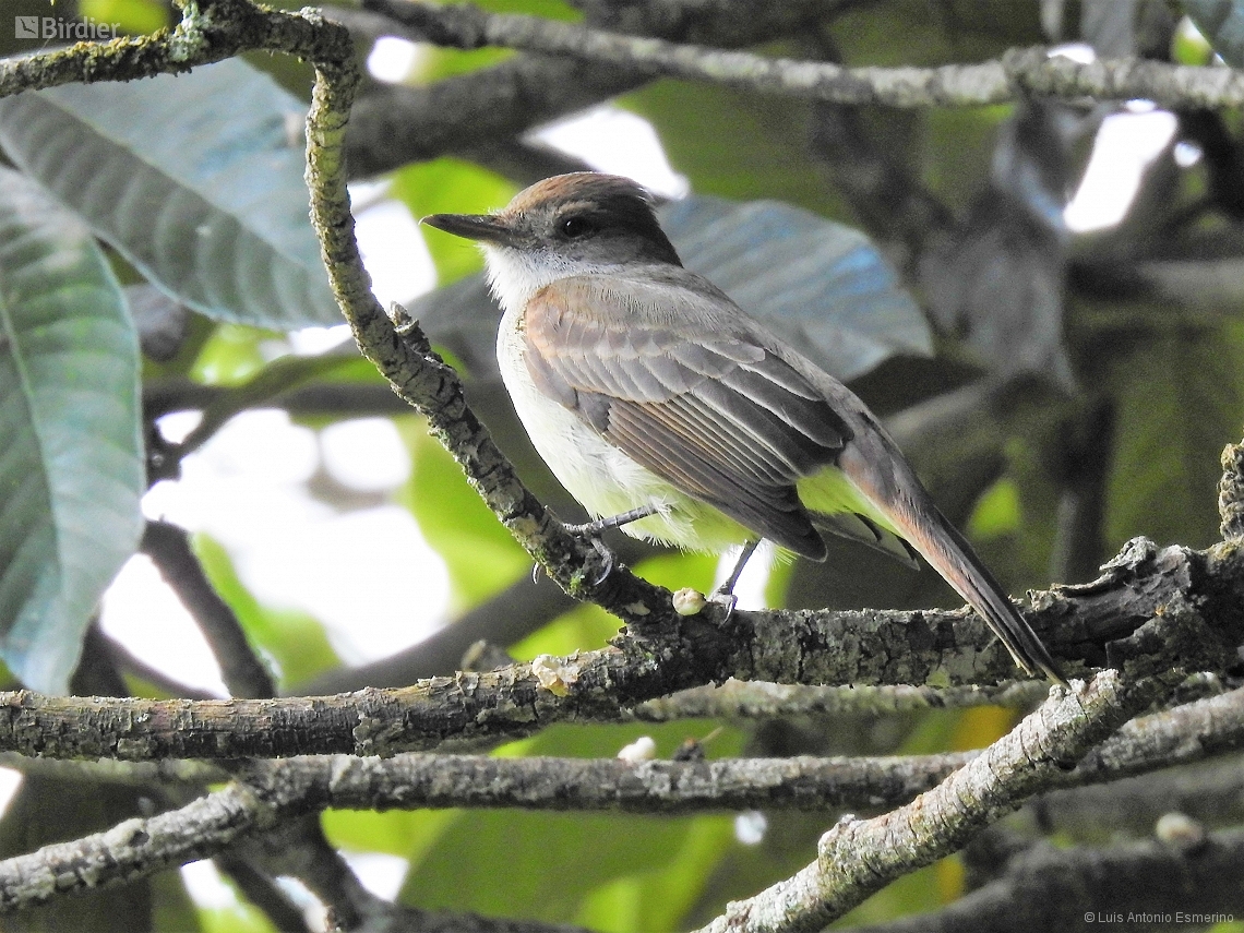 Myiarchus swainsoni