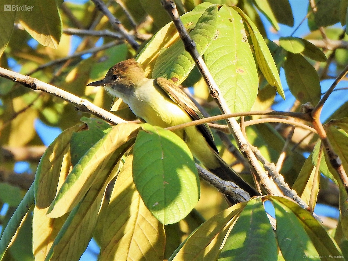 Myiarchus swainsoni