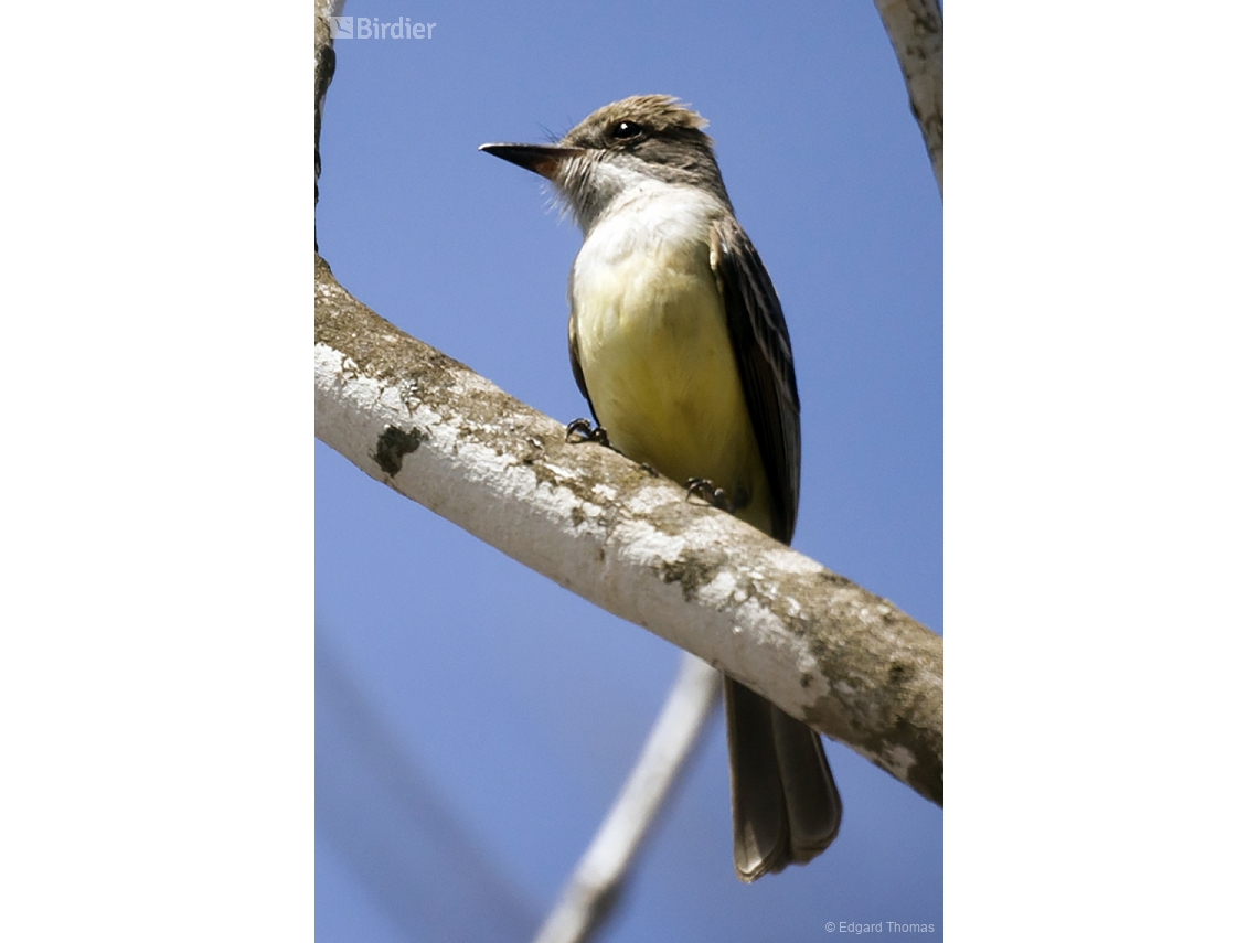 Myiarchus swainsoni
