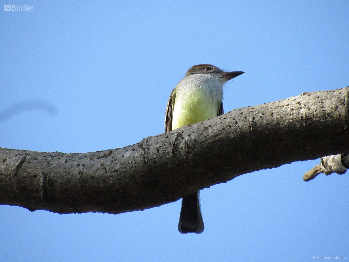 Myiarchus swainsoni