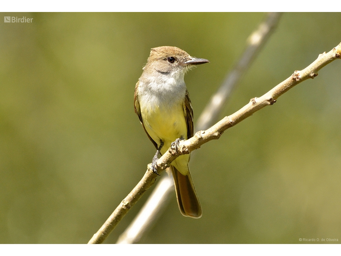 Myiarchus tyrannulus