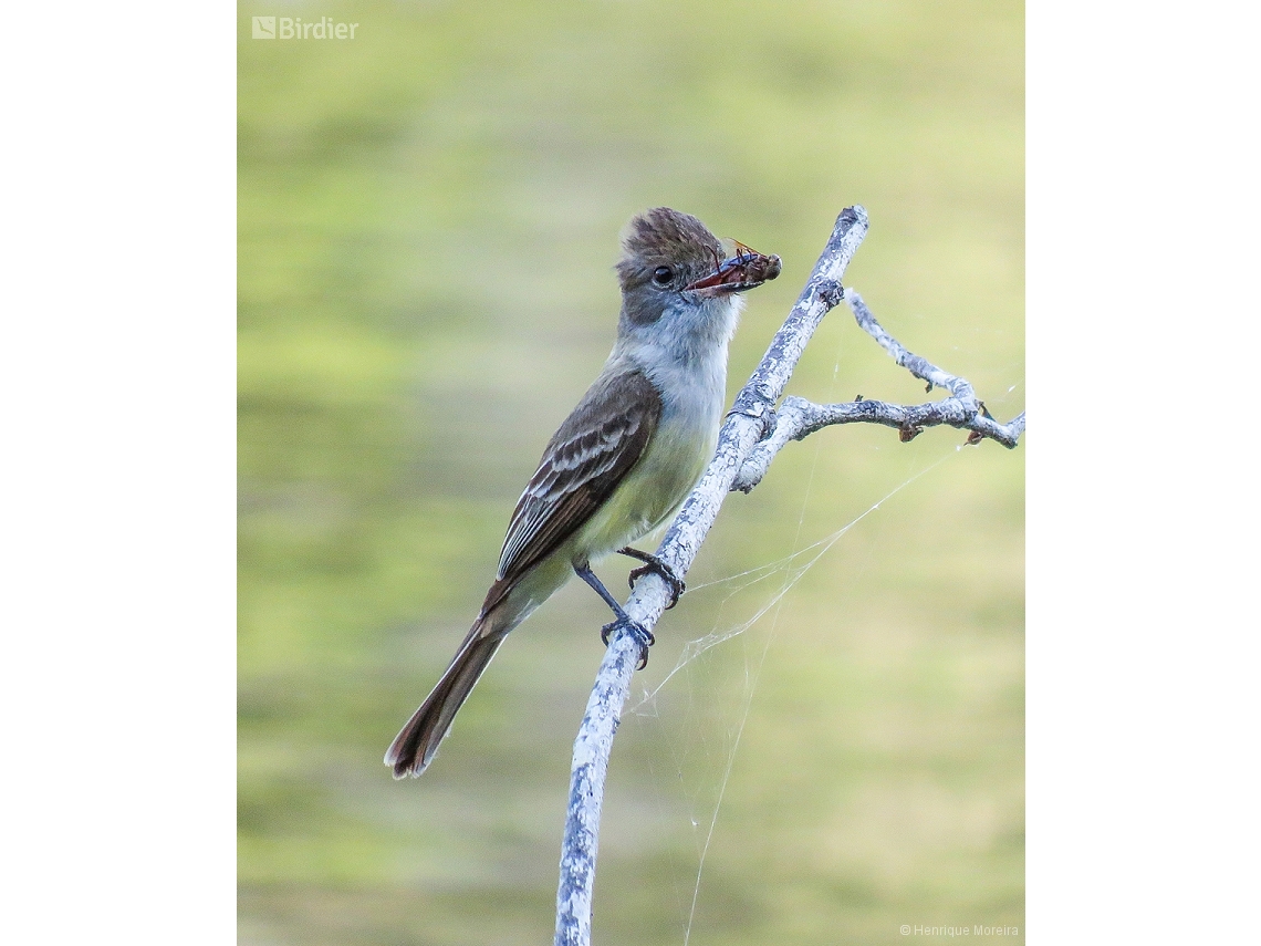 Myiarchus tyrannulus