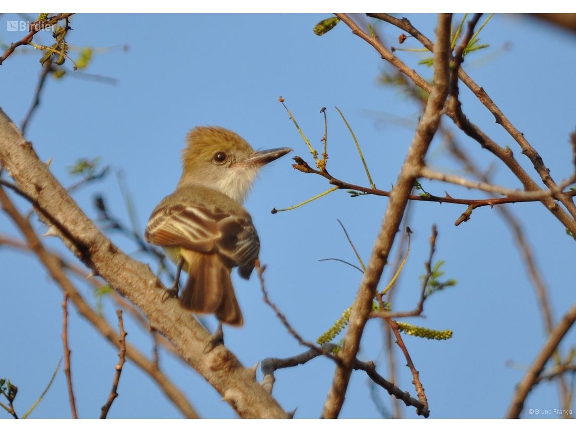 Myiarchus tyrannulus