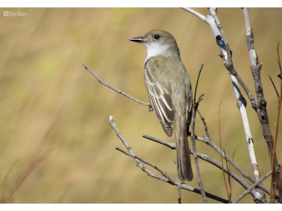 Myiarchus tyrannulus
