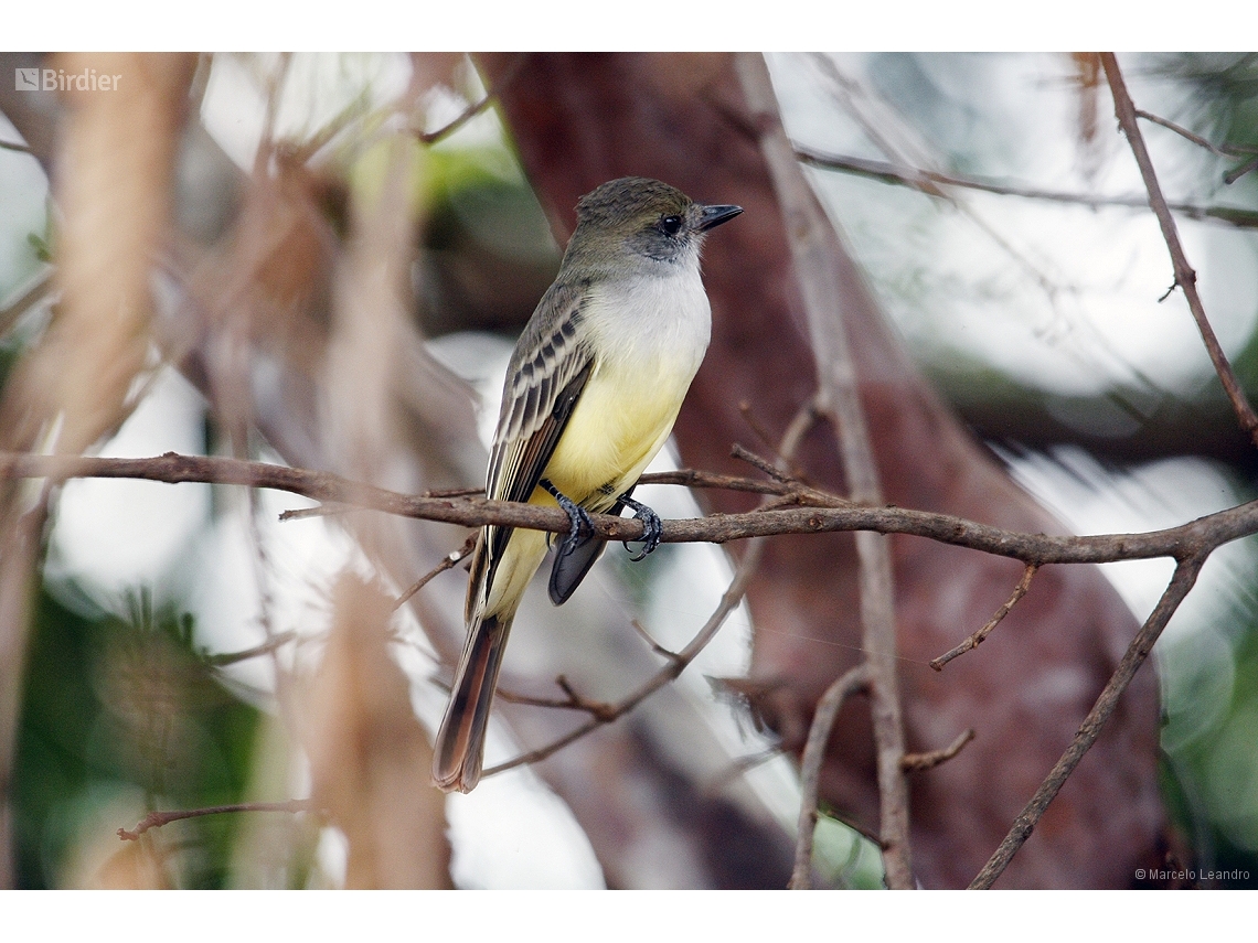 Myiarchus tyrannulus