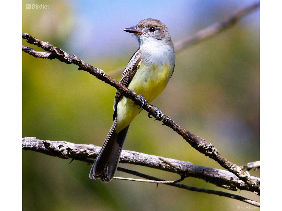 Myiarchus tyrannulus