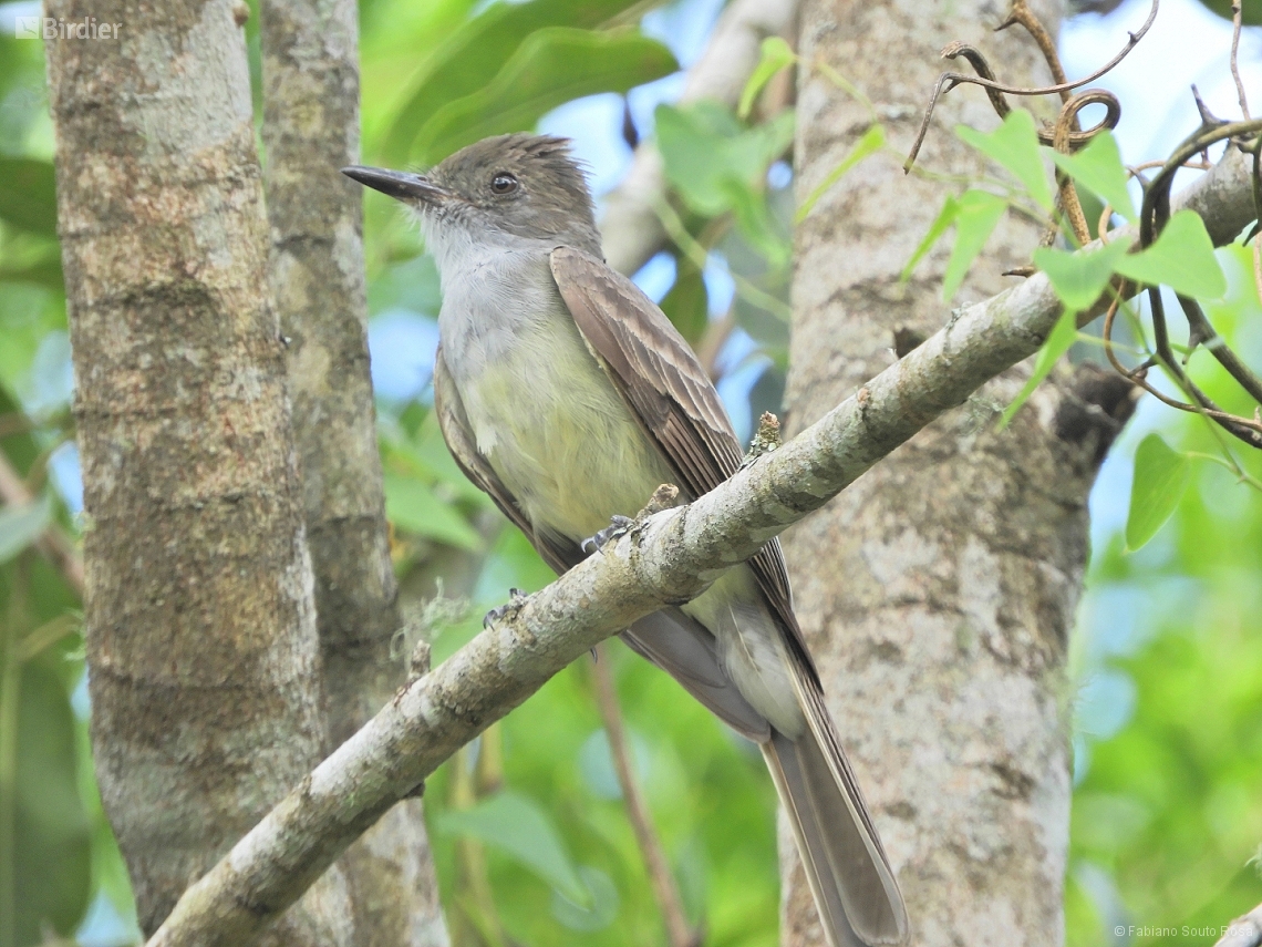 Myiarchus tyrannulus