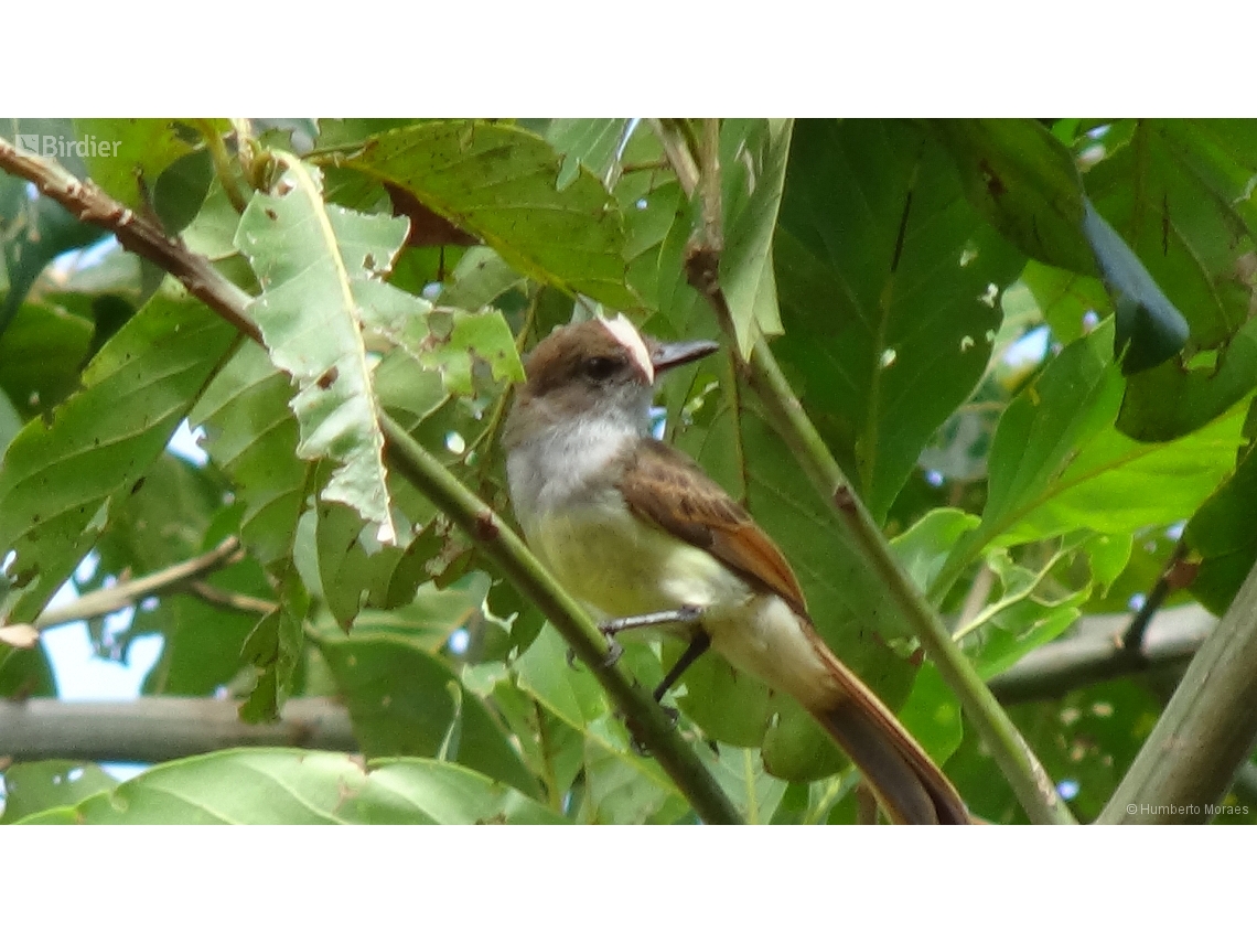 Myiarchus tyrannulus